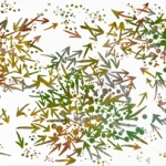 Pheasant Footprint